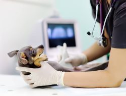 Best Pet Insurance Reviews Comprehensive Guide