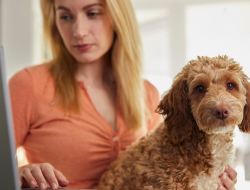 Pets Best Insurance Review BBB Rating