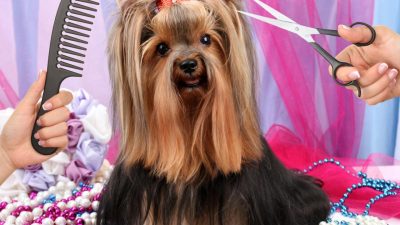 Affordable Pet Grooming Near Me