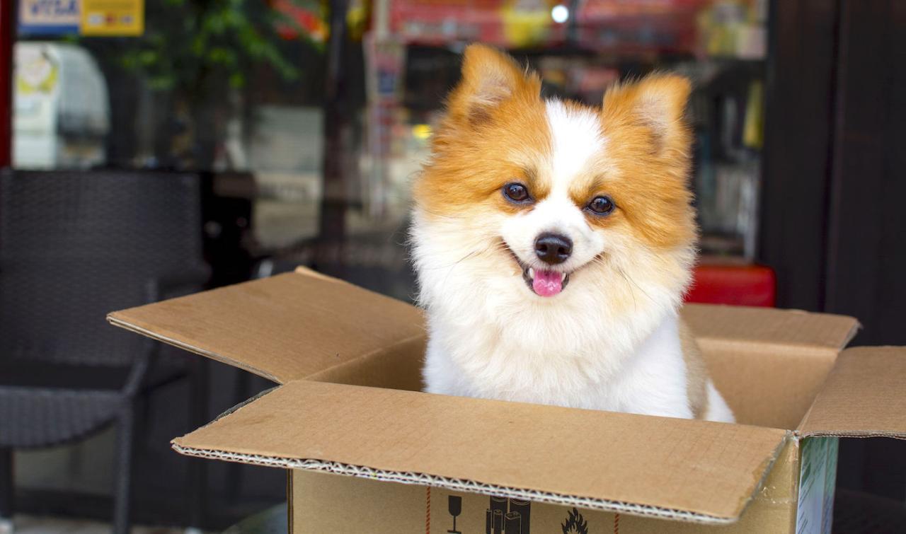 Best Dog Food Delivery Service: Here Is Our #1 Pick in the U.S.