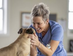 Pets Best Dog Insurance Reviews Comprehensive Guide