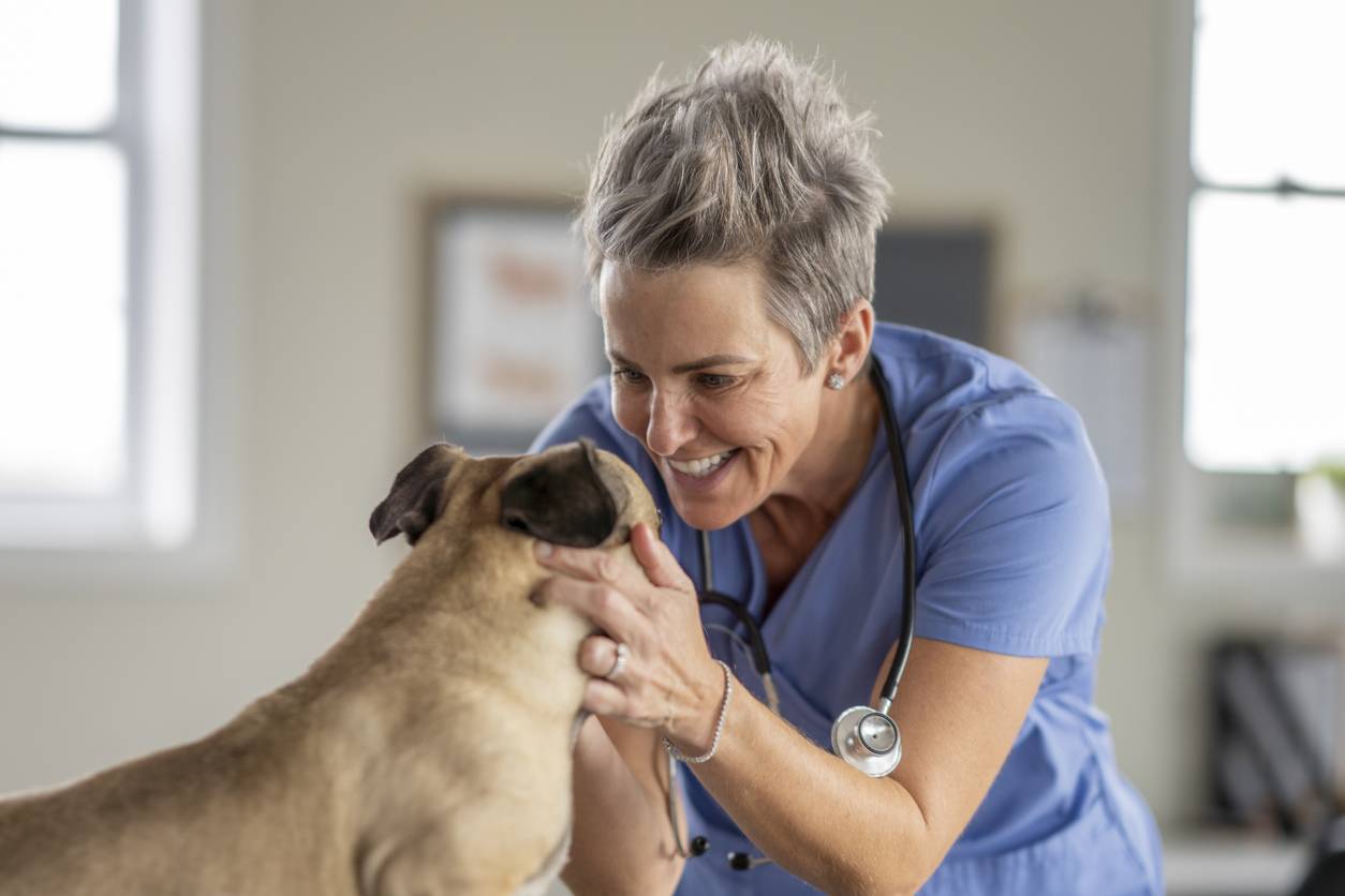 Pets best dog insurance reviews