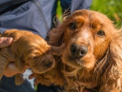 Pets Best Reviews Complaints and Insights