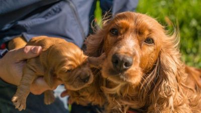 Pets best reviews complaints