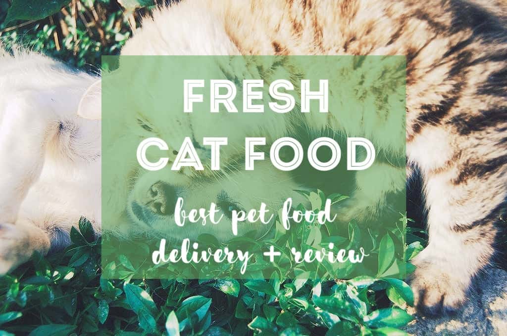 Best Fresh Pet Food Delivery + NomNomNow Review - The Fluffy Kitty