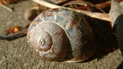 My Pet Garden Grow Your Knowledge