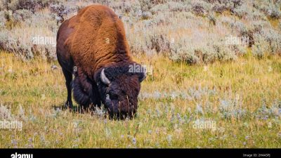 american express entertainment Elevate Your Experience